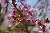 Prunus "Dreamcatcher" #2 – National Arboretum, Washington D.C.