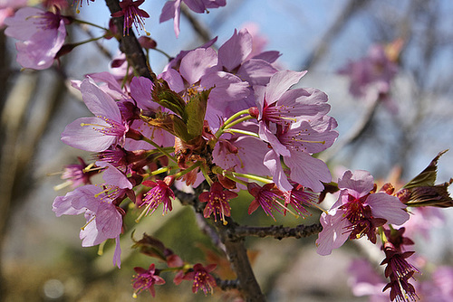 Prunus "Dreamcatcher" #2 – National Arboretum, Washington D.C.