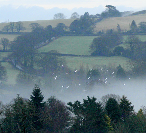 doves in the mist