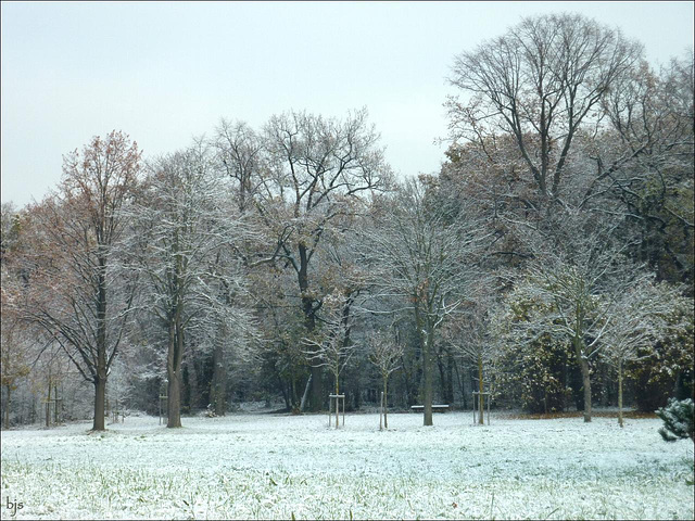 Neige au bois