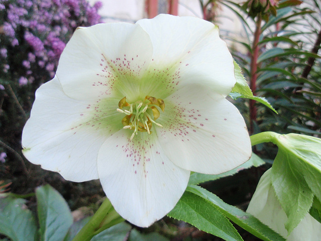 Helleborus orientalis var. guttatus P3210215
