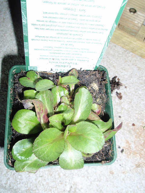 lobelia x gerardii 'vedrariensis' P3060145