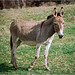 un pote