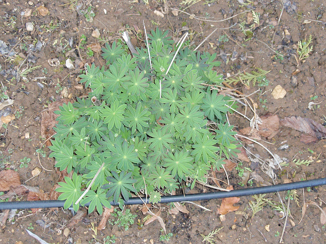 lupins P3210205