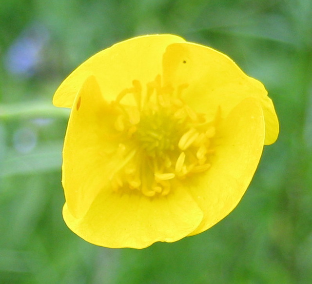 Hahnenfuß (Ranunculus)