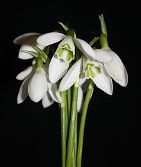 snowdrops