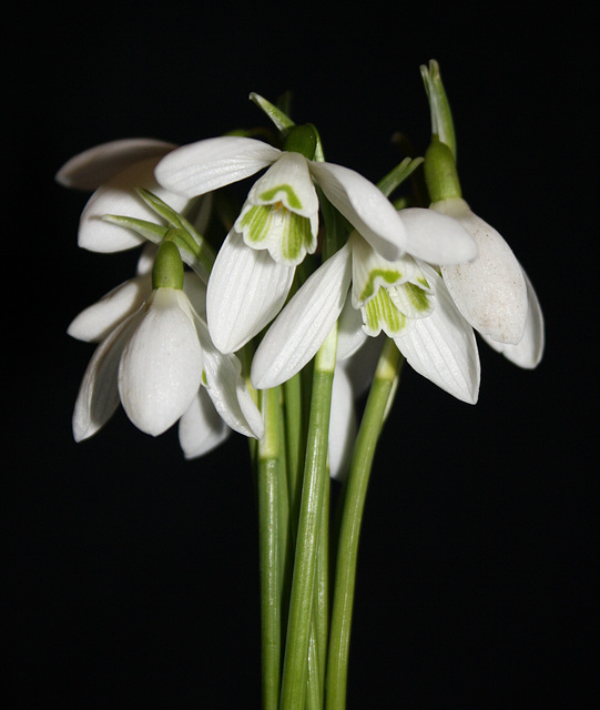 snowdrops