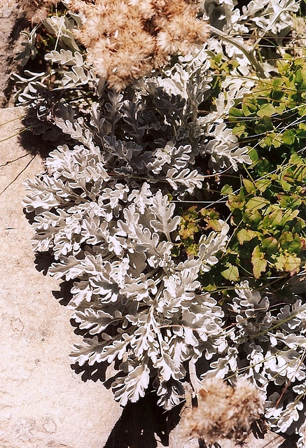 Senecio leucophylla- Mézenc