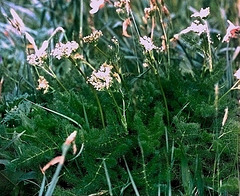 Cistre des Alpes - Meum athamanticum