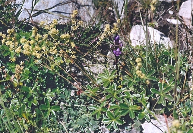 Alchemille des Alpes