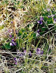 violettes et Equisetum