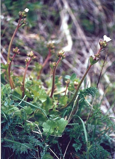 saxifrage granuleux