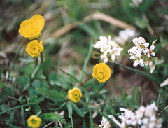 Ranunculus auricomus - "Tête d'or"