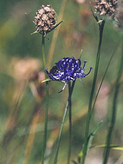 Raiponce hemisphérique