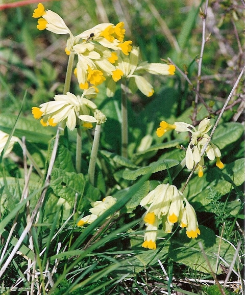 Primevère officinale,coucou