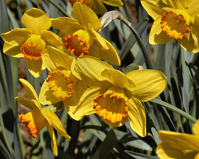 Gossiping Daffodils
