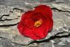 Camellia on the Rocks – National Arboretum, Washington D.C.