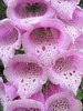 Fingerhut (Digitalis purpurea)