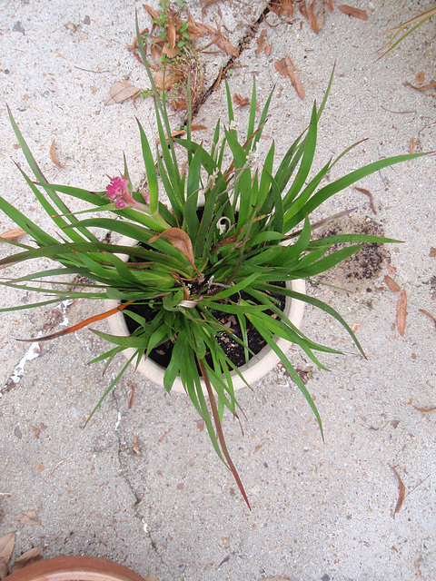 anigozanthos 'pink joey' P9290376