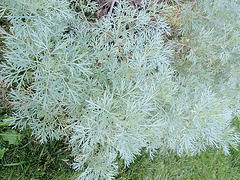 armoise 'powis castle' P9120326