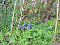 Traubenhyazinthen (Muscari)