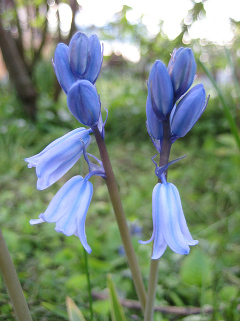 Wiesenhyatinthe (Hyacinthoides non-scripta)