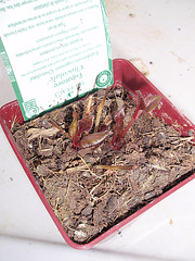 eupatoire rugosum 'chocolate' P2070074