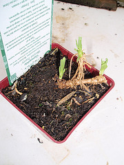 gypsophile paniculata 'bristol fairy' P2070071