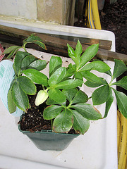 hellebore orientalis P2070069