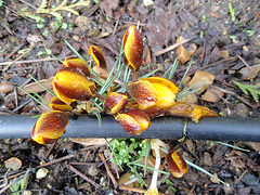 crocus P2250105