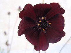 cosmos atrosanguineus P9120342