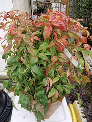 nandina domestica 'fire power' P2070076