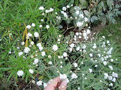 gypsophile paniculata 'bristol fairy' P9120323
