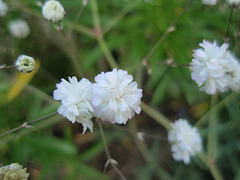 gypsophile paniculata 'bristol fairy' P9120324