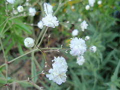 gypsophile paniculata 'bristol fairy' P9120325