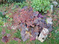 heuchere 'velvet night' P9120317