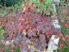 heuchere 'velvet night' P9120318