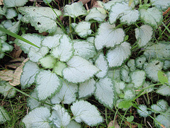 lamium maculatum 'white nacy' P9120329
