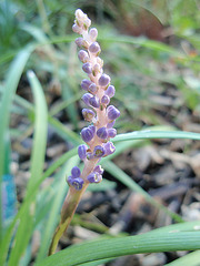 liriope muscari P9120347