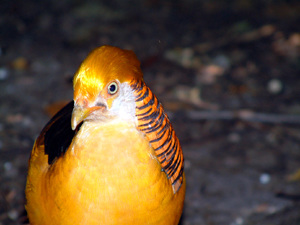 Golden Pheasant