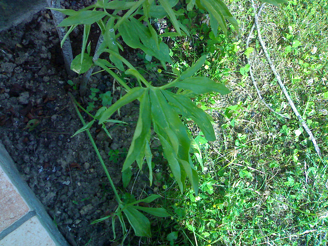 dracunculus vulgaris 15062008087