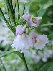 nemesia P9120335