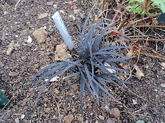 ophiopogon planiscapus nigrescent P9290394