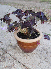 oxalis triangularis P9120286