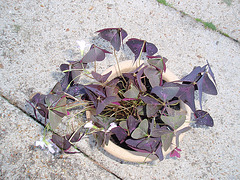 oxalis triangularis P9120287