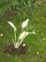 hosta 015