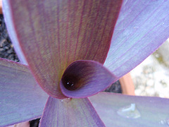 tradescantia P9120360
