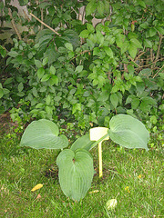 hosta 016