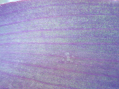 tradescantia P9120361