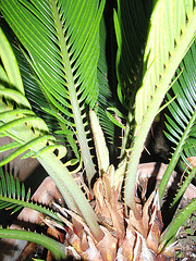 cycas P9020255